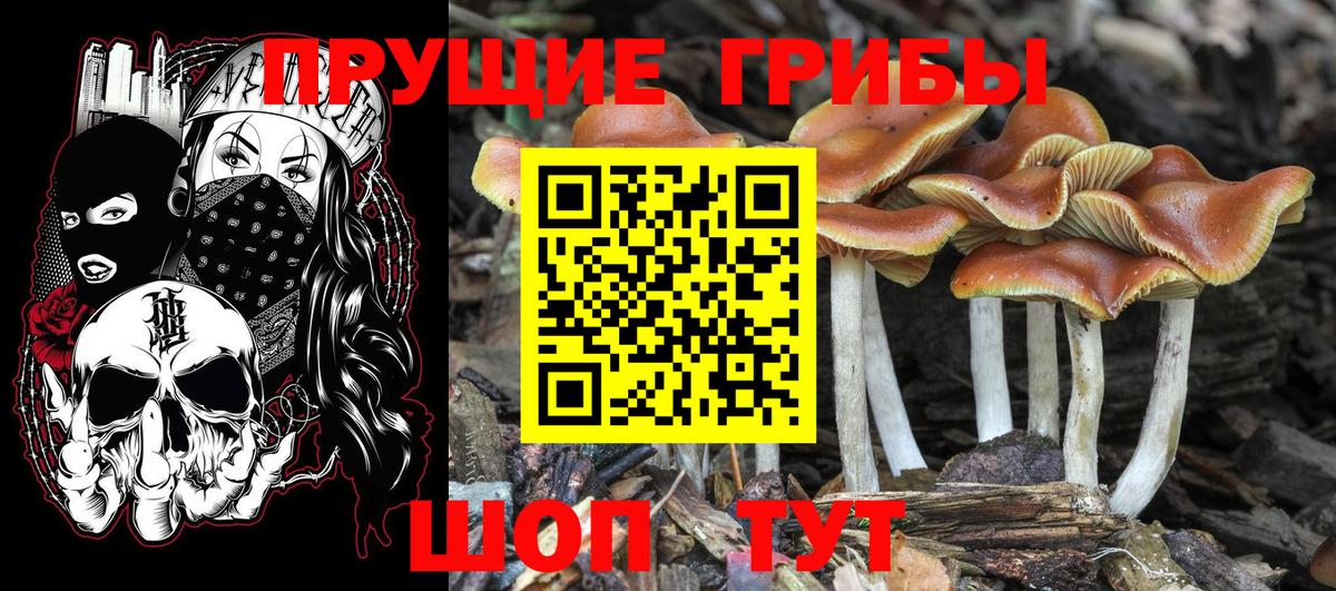 Галлюциногенные грибы MAGIC MUSHROOMS  Новокузнецк  Псилоцибиновые грибы MAGIC MUSHROOMS 